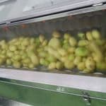 مصنع بطاطس نصف مقليه